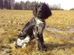 Image result for Velký münsterlandský ohař