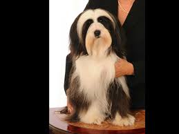 Buku ini dijual terbatas, dapatkan. Lori Toth Is From Virginia And Breeds Tibetan Terriers Akc Proudly Supports Dedicated And Responsibl Havanese Puppies For Sale Tibetan Terrier Havanese Puppies