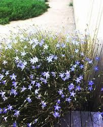 Other articles where wahlenbergia marginata is discussed: Wahlenbergia Stricta Plants Bluebells Garden