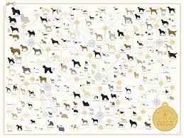 dog breed poster the diagram of dogs 24 x 18 by pop chart lab