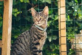 Maybe you would like to learn more about one of these? Animal Humane Society Animal Humane Society