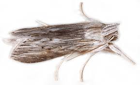 Image result for Cucullia umbratica