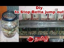 Diy Female Fighter Fish Is Dead Why Do Betta Fish Jump Out Of Tank In Tamil Youtube