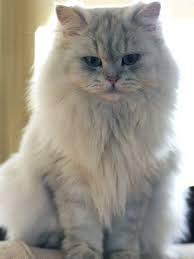 The Life Of Animals British Longhair The Coat Is Lutstrous And Physique Is Stout In General The Head Is Round With Bri Cats Cat Breeds Long Haired Cats