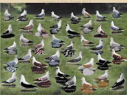 Color Chart Of Swallows By Gary Romig