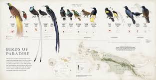 The Design Of Information Birds Of Paradise Greater Bird Of Paradise Natural History