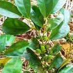 Image result for Leptaulus