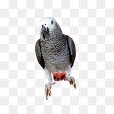 The image is png format and has been processed into transparent background by ps tool. African Grey Png And African Grey Transparent Clipart Free Download Cleanpng Kisspng