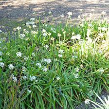 Image result for Tulbaghia fragrans