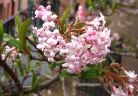 Early spring flowering pink flowering bushes shrubs. 8 Cold Climate Flowering Shrubs And Small Trees For Early Spring Gardenista Flowering Shrubs Small Garden Shrubs Viburnum