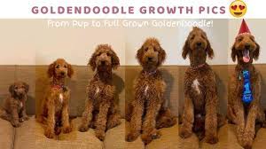 Check spelling or type a new query. From Pup To Full Grown Goldendoodle Goldendoodle Growth Pictures Goldendoodle Goldendoodle Full Grown Labradoodle Full Grown