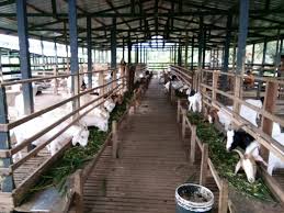 Ladang ini sekarang diurus sepenuhnya oleh cik hajah mardiana samsuddin. Mana Yang Mau Mula Projek Ternakan Ini Antara Perkara Awal Perlu Dibuat Yang Sudah Ikut Kursus 1 Pastikan Susunatur Ladang Tanaman Rumput Napier Nya Di Mana Kandang Nya Di Mana Stor Makanan Nya Di