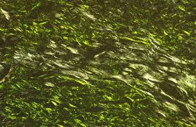 Hydrogen bonds between adjacent amyloid fibers are broken by the use of the sodium hydroxide. Beta Amyloid Can Alzheimer S Disease Ever Be Treated