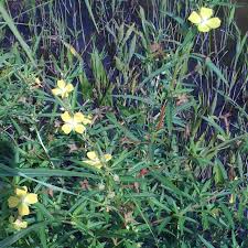 Image result for Ludwigia octovalvis