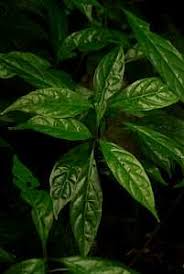 Image result for Achyrospermum aethiopicum