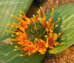 Image result for Daubenya