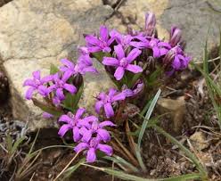 Image result for Raphionacme