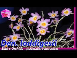 Image result for Rhipidoglossum densiflorum