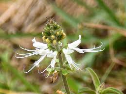 Image result for Ocimum filamentosum