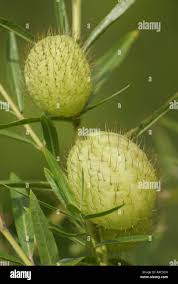 Image result for Gomphocarpus fruticosus