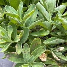 Image result for Cola clavata