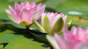 Sydney flower market is australia's largest flower market for fresh cut flowers. Rare Waterlilies Face Tough Season Abc News Australian Broadcasting Corporation