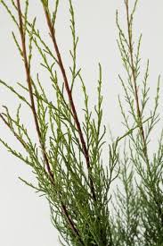 Browse tamarix juniper online at the tree center. Fruhlings Tamariske Kaufen Garten Von Ehren Qualitat Seit 1865 Garten Von Ehren