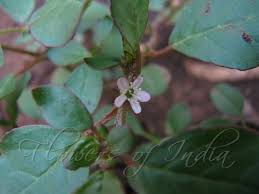 If you are struggling with a purslane infestation in your lawn or garden, there are natural and chemical options to help you regain control and prevent future growth. Trianthema Portulacastrum Desert Horse Purslane