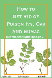 Poison sumac grows to be 6 to 20 feet high. Getting Rid Of Poison Ivy Oak Sumac Queen Bee Of Honey Dos