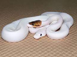 Pied Woma Morph List World Of Ball Pythons Ball Python Pet Snake Cute Reptiles