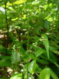 Image result for Oplismenus compositus