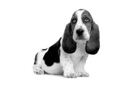 Black And White Basset Hound Puppy Pin By Poppy P On Basset Hound Hound Puppies Basset Hound Puppy Basset Hound Funny