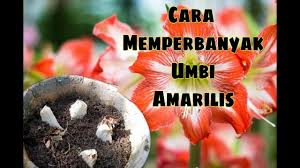 Tanaman hias bakung amarilis bunga merah: Cara Memperbanyak Umbi Amarilis Youtube