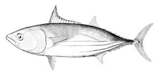 Ikan ini memiliki nama internasional black pomfret. Cakalang Wikipedia Bahasa Indonesia Ensiklopedia Bebas