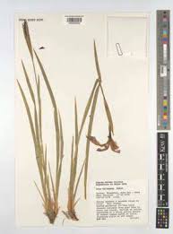 Image result for Equilabium stenosiphon