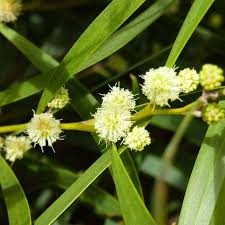 Image result for Brillantaisia madagascariensis