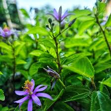 Image result for Grewia flava