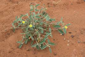 Image result for Melhania