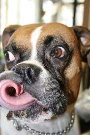 boxer cute love dog boxer bokser sobaka shenki sobaki
