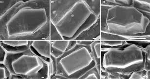 We did not find results for: Calcium Oxalate Crystal Morphology Trends In Plant Science