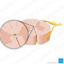 What are the different parts of spinal… gray matter of spinal cord. Central Canal Of Spinal Cord Canalis Centralis Medullae Spinalis Image Paul Kim Spinal Cord Spinal Cord