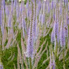 It is hardy to zone (uk) 6. Veronicastrum Pflanzenkombinationen Matelma