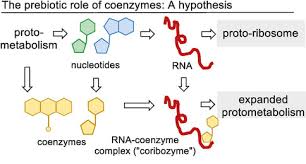 Should you take a supplement? Coenzymes And Their Role In The Evolution Of Life Kirschning 2021 Angewandte Chemie International Edition Wiley Online Library