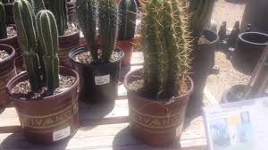 If your cactus is in dormant period basically, your cactus just need enough water to get through winter. Cactus Care Civano Nursery Tucson Plant Nursery