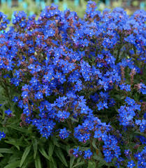 Image result for Anchusa capensis