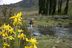 Image result for Wahlenbergia huttonii
