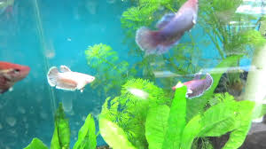 White platinum elephant ear betta. Female Elephant Ear Betta Fantasy Aquatics Youtube