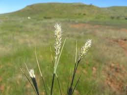 Image result for Enneapogon pretoriensis