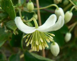 Image result for Clematis brachiata