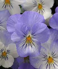 Pansy Plentifall Frost Seeds And Plants Flowers At Burpee Com Pansies Flowers Flower Seeds Pansies